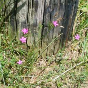 Pretty flowers