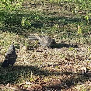 Interesting little birds... the possums were to quick for me to get a pic of lol