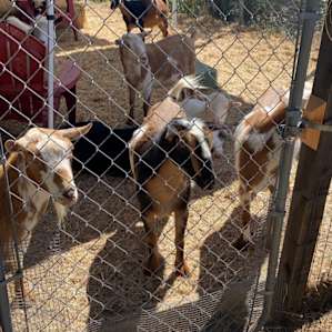 The friendly goats.