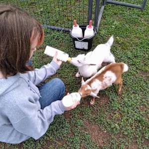 Skoolie on the Farm