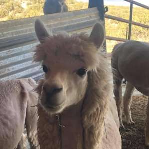 Alpaca Rescue Farm- Tent Camping