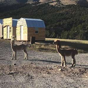 Alpaca Rescue Farm- Tent Camping