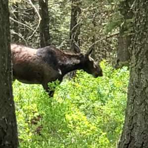 She walked by 20yrds from camp mid morning.