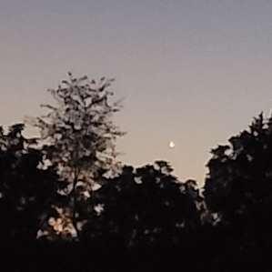 Venus was on exhibit as. Part of the sunset ahow