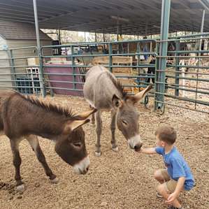 Timber Ridge Critter Camp