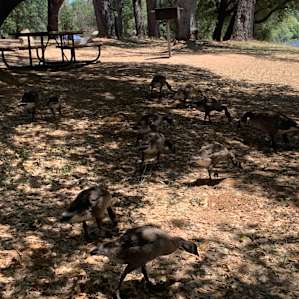 Tons of geese around. Noisy and mean.