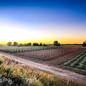 Neighboring farm fields on a sunset stroll around camp