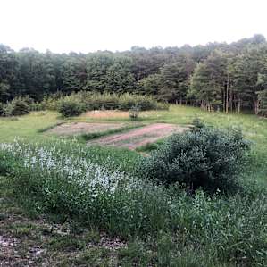 Tony’s little orchard