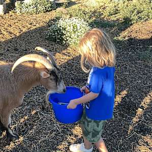Camp at our farm sanctuary!