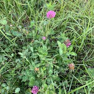 Field covered in flowers