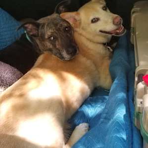 Happy Campers