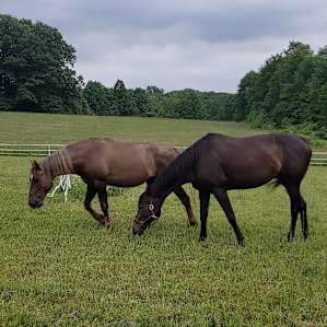Regenerative Farm Stay: Sycamore