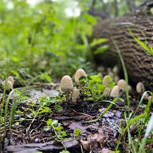 Mossy Stones at Stony Rose Farms