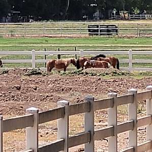 Beautiful friendly miniature horses and donkey.