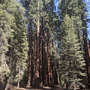Sequoia National Park - Little Mt Baldy