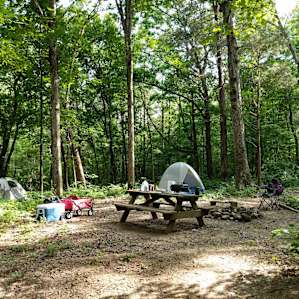 Woodland Campsite at Sparkroot Farm