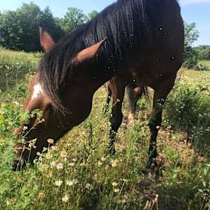 Boss Mare Ranch and Horse Park