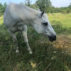 Boss Mare Ranch and Horse Park