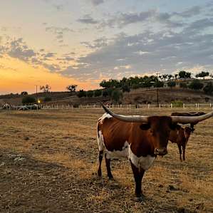 Unhitched Ranch