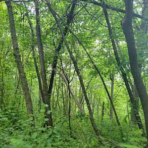 The Hill for Tents
