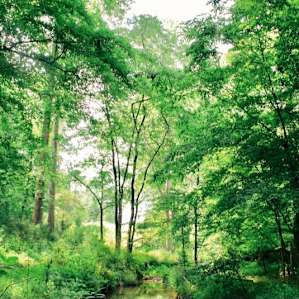 Creekside Camping, Forest & Field