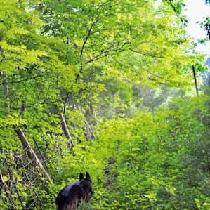 Creekside Camping, Forest & Field