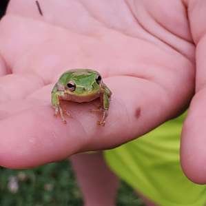 Little frog my son found while exploring!