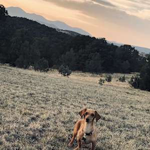 Very dog friendly, Bella loved it!