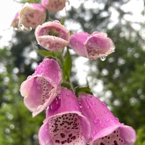 Lovely florals on our walk around the property.