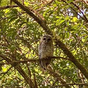 Barred owl along the trail