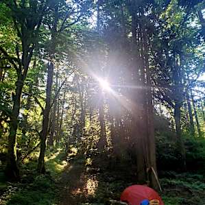 Hike up the Mini Forest Campground