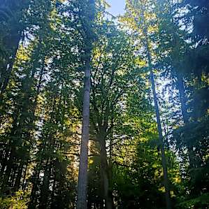 Hike up the Mini Forest Campground