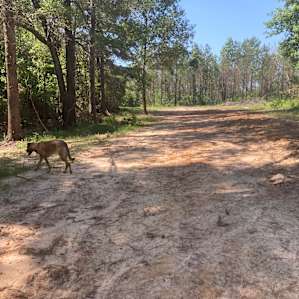 Some trails to walk a little bit