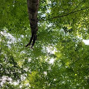 pretty canopy