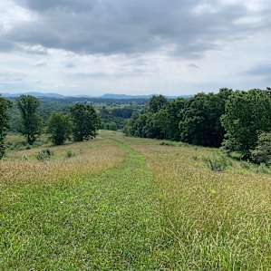 View from the campsite in the rear of the property, looking down on the mowed trail you walk up to get there.