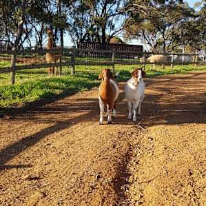 M & S Hobby Farm