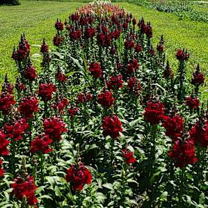 Private "Glamping" on Flower Farm!