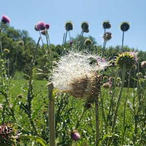 Private "Glamping" on Flower Farm!