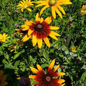 "Glamping" site on flower farm!
