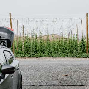 Hops! View from the back of the campsite.