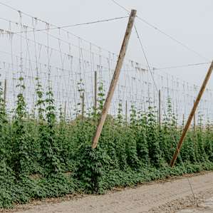Closer look at the hops.