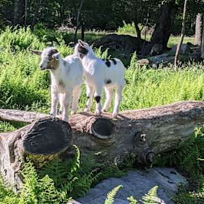 Baby!!! Goats!!!!