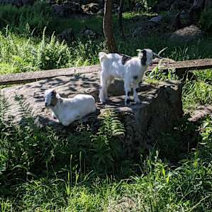 Baby goats!!! !BABY GOATS!!!!