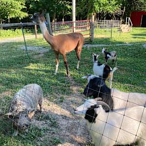 Lazy Days at Emerald Acres