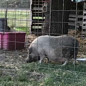 The Farm Girl and Friends