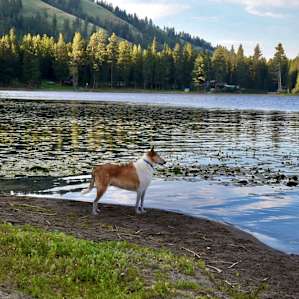 Lake front at Camp 12 Paws
