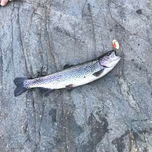 lil rainbow trout from Kern River