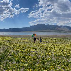 End of June wildflowers around Bridgeport are amazing. And this is just the reservoir at Paradise Shores!
