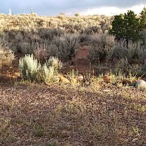 High Desert Camping