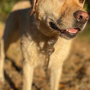 Lulu is a client's pup that was trained by #K9JenniferSharpe Lulu loves #BlackOakRanch